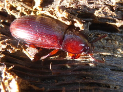 Uloma tenebrionoides