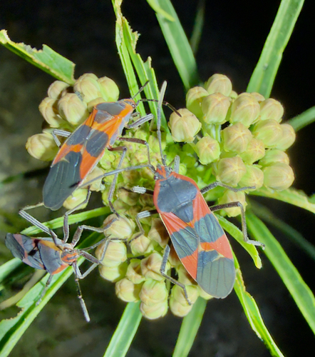 iNaturalist observation photo of Large Milkweed Bug