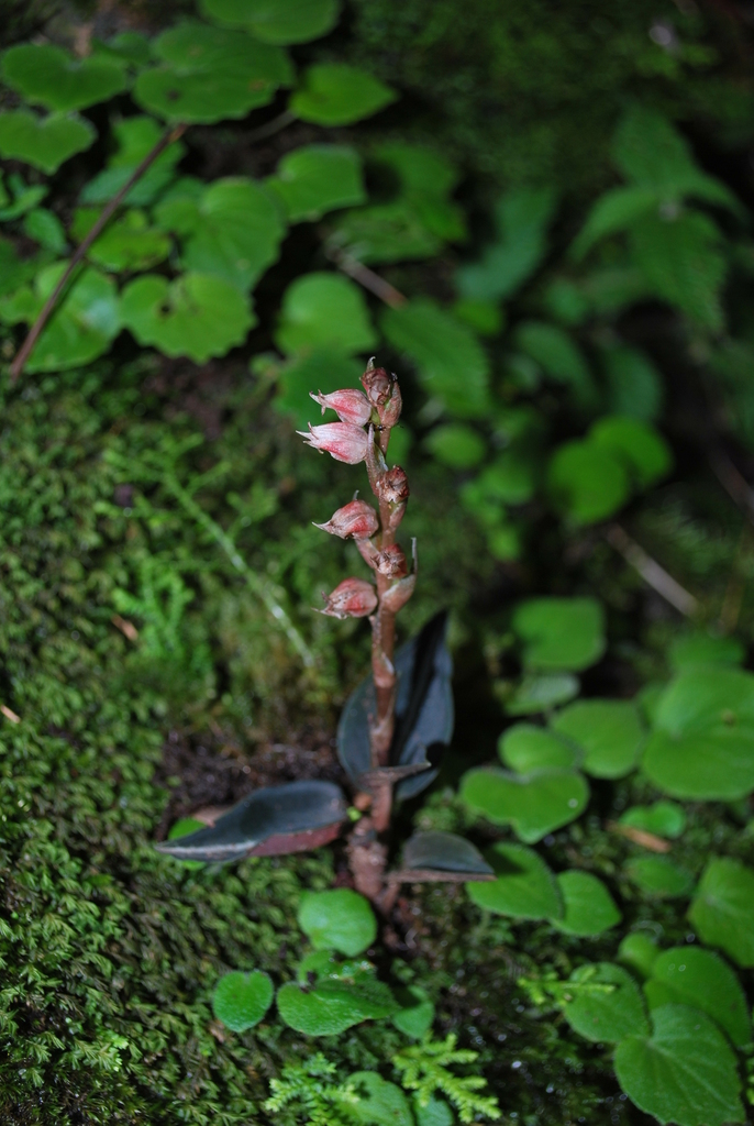 Goodyera vittata