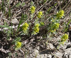 Cruciata taurica