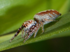 Opisthoncus alborufescens