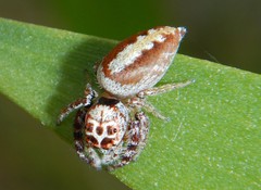 Opisthoncus alborufescens