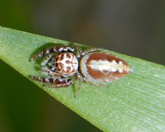 Opisthoncus alborufescens