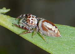 Opisthoncus alborufescens