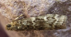 Dioryctria simplicella