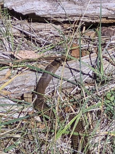 Eastern Brown Snake