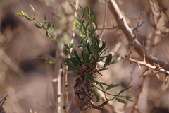 Tapinanthus