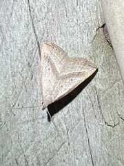 Macrochilo hypocritalis