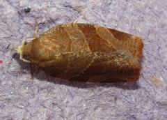 Pandemis cinnamomeana