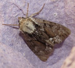 Hyppa rectilinea