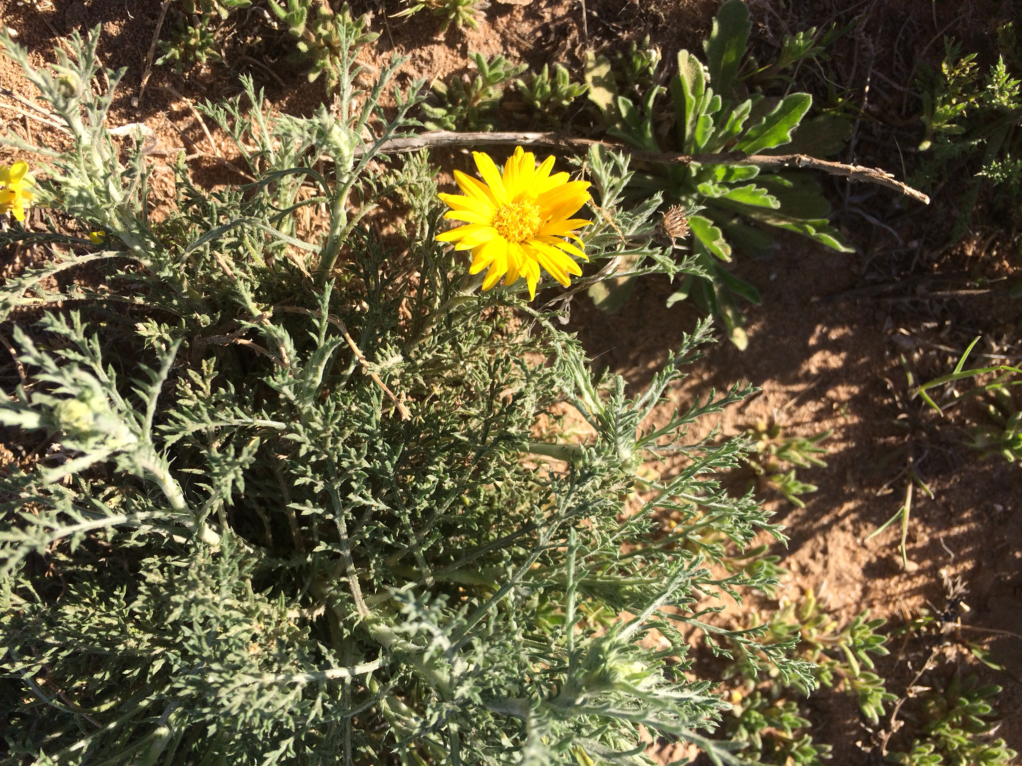 Xanthisma spinulosum var. spinulosum
