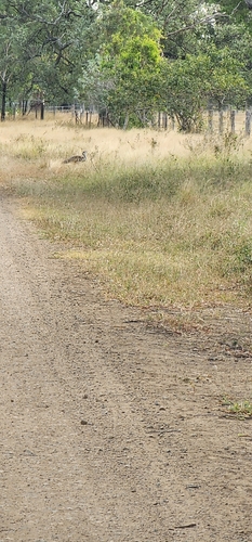 Australian Bustard (Ardeotis australis), photo 5