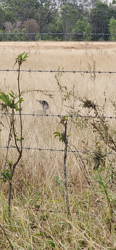 Australian Bustard (Ardeotis australis), photo 6