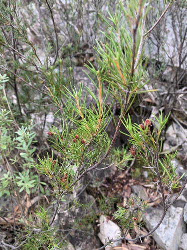 Dillwynia oreodoxa observed 2026-05-15
