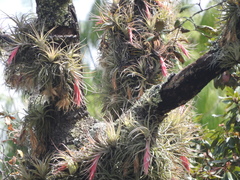 Tillandsia erubescens