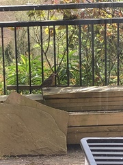 Turdus merula