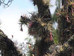 Tillandsia erubescens