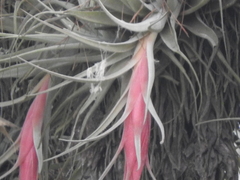 Tillandsia erubescens