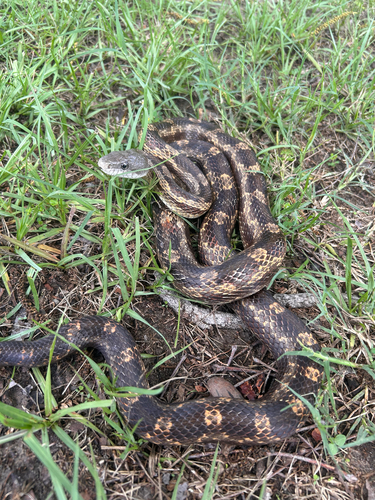 Gray Ratsnake