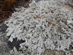 Stereocaulon saxatile