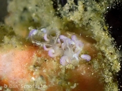 Phyllodesmium