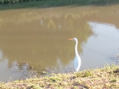 Ardea alba