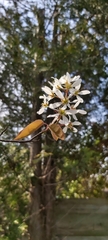 Amelanchier arborea
