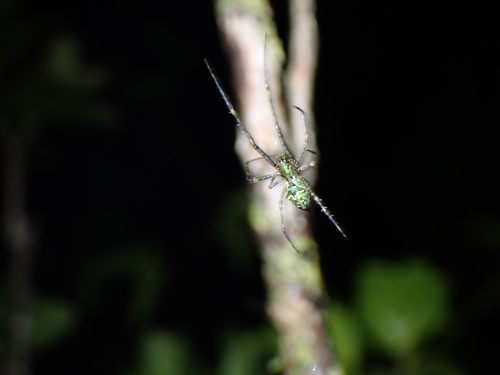 Tetragnatha observed 2026-05-12