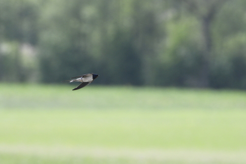 Barn Swallow
