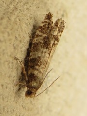 Epinotia tedella
