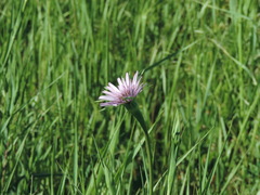 Tragopogon eriospermus