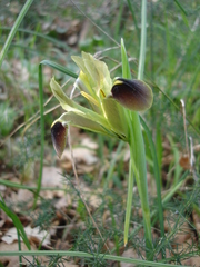 Iris tuberosa