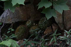 Mammillaria craigii