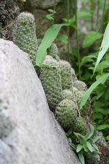 Mammillaria sheldonii