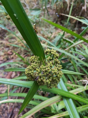 Wooded Hypolytrum