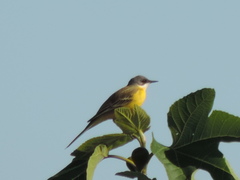 Motacilla flava cinereocapilla