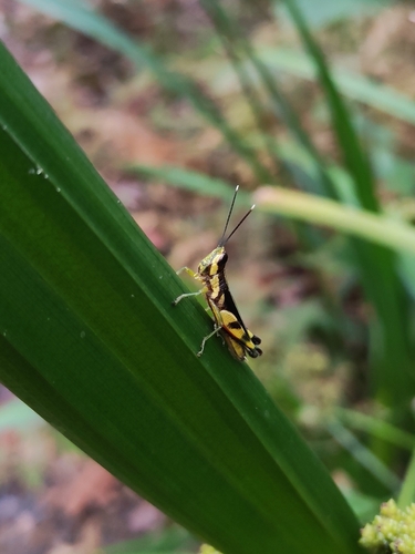 Tauchira polychroa