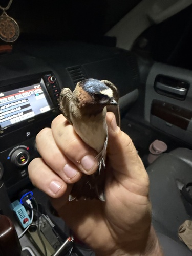 Cliff Swallow