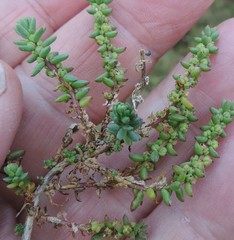 Salsola spicata