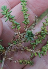 Salsola spicata