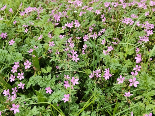 Redstem Stork's-bill