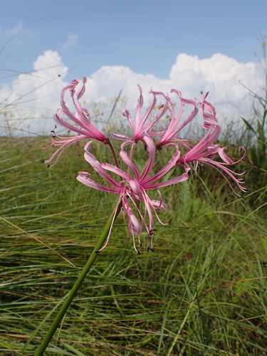 Nerine angustifolia