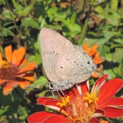 Parrhasius polibetes