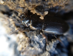 Anisodactylus signatus