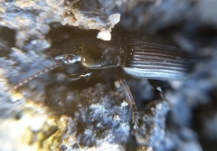 Anisodactylus signatus