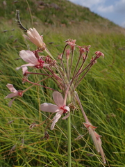 Pelargonium luridum, photograph (c) Ren Hoekstra, some rights reserved (CC BY)