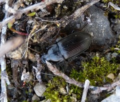 Anisodactylus signatus