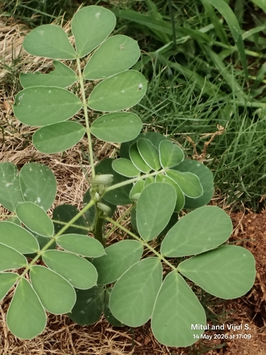Senna uniflora, photograph 6