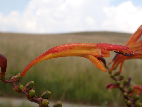 Crocosmia paniculata