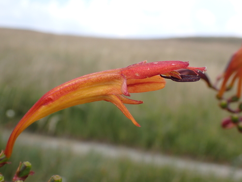 Crocosmia paniculata